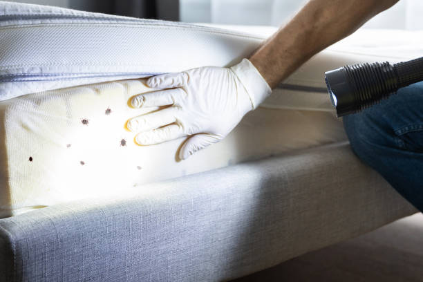 Best Termite Control Services  in St Francisville, LA