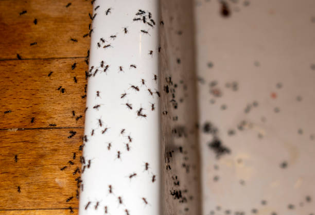 Insect Control in St Francisville, LA