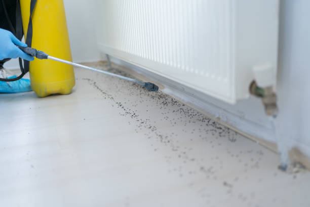 Best Termite Control Services  in St Francisville, LA